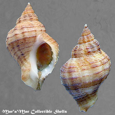 Urosalpinix haneti Petit,1856