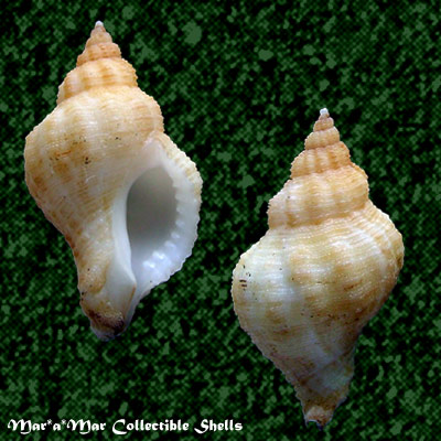 Urosalpinix haneti Petit,1856