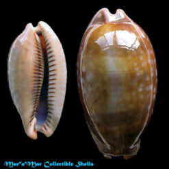 Macrocypraea cervinetta Kiener, 1843