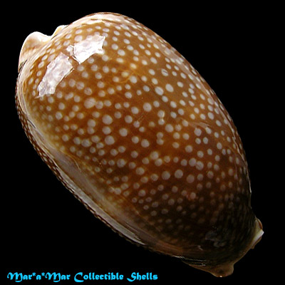 Macrocypraea cervus Linnaeus, 1758