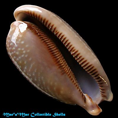 Macrocypraea cervus Linnaeus, 1758 - Imagem 2