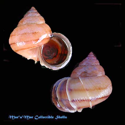 Acroptychia metableta Crosse & Fischer, 1873