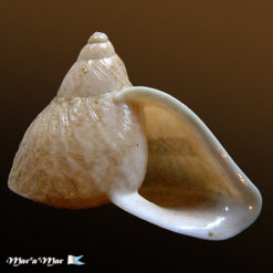Cochlorina lateralis (Menke, 1828)