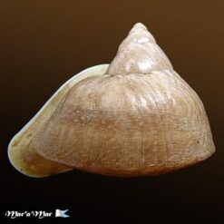 Cochlorina lateralis (Menke, 1828) - Imagem 2