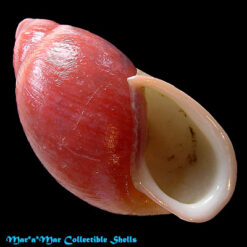 Mirinaba erythrosoma (Pilsbry, 1896)