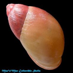 Mirinaba erythrosoma (Pilsbry, 1896) - Imagem 2