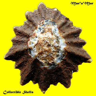 Patella oculus Born, 1778