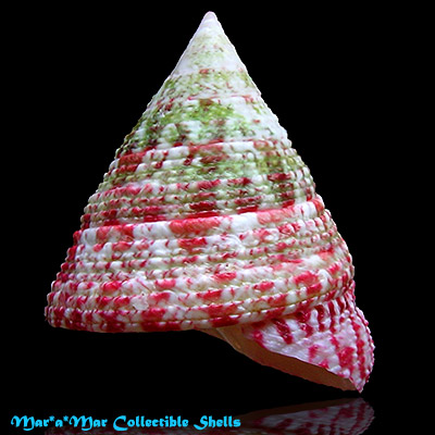 Tectus fenestratus Gmelin, 1791