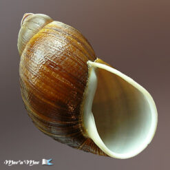 Megalobulimus valenciennesii (Pfeiffer, 1842)