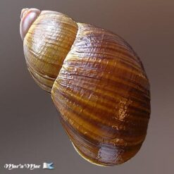 Megalobulimus valenciennesii (Pfeiffer, 1842) - Imagem 2