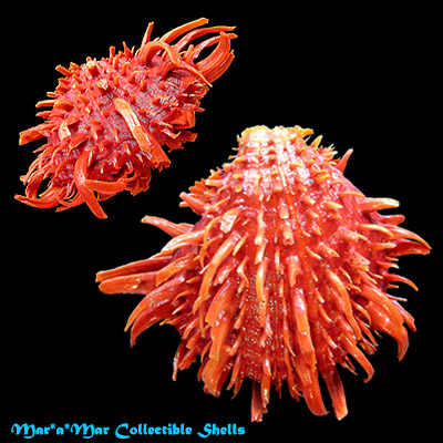 Spondylus princeps Broderip, 1833