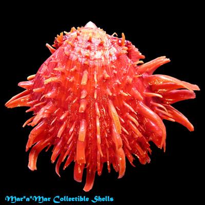 Spondylus princeps Broderip, 1833 - Image 2