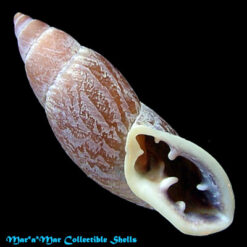 Macrodontes paulistus Pilsbry & Ihering, 1898