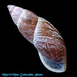 Macrodontes paulistus Pilsbry & Ihering, 1898 - Imagem 2