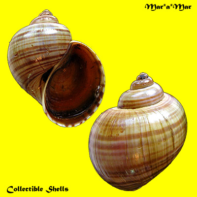 Pomacea lineata Spix, 1827