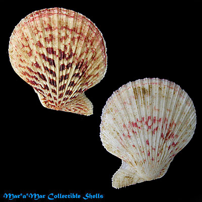 Caribachlamys ornata (Lamarck, 1819)