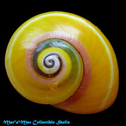 Polymita picta fuscolimbata pseudoroseolimbata Torre, 1950