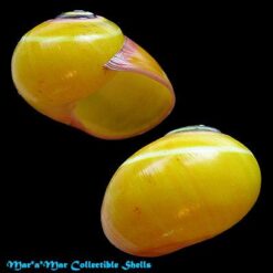 Polymita picta fuscolimbata pseudoroseolimbata Torre, 1950 - Imagem 2