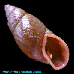 Macrodontes dautzenbergianus Pilsbry, 1898