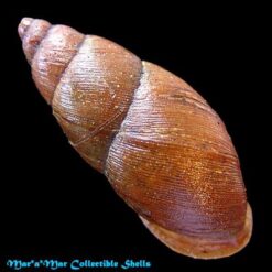 Macrodontes dautzenbergianus Pilsbry, 1898 - Imagem 2