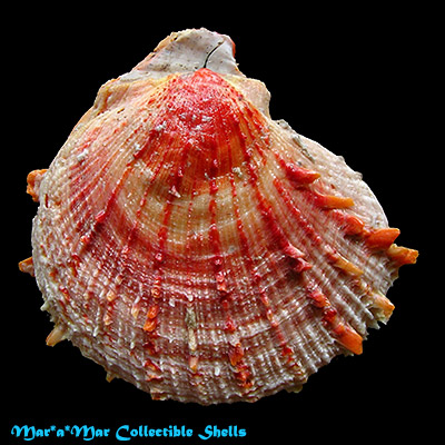Spondylus cf. erinaceus Reeve, 1856