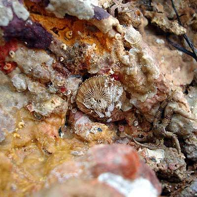 Caribachlamys ornata (Lamarck, 1819) - Imagem 2