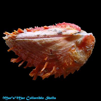 Spondylus cf. erinaceus Reeve, 1856 - Image 2