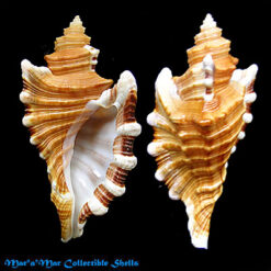 Cymatium femorale (Linnaeus, 1758)