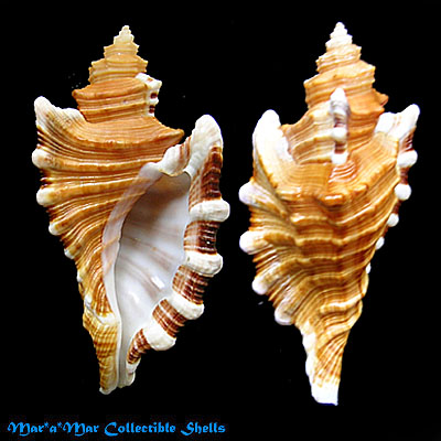 Hexaplex sp. – Mar a Mar