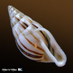 Anctus laminiferus (Ancey, 1888)
