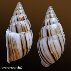 Anctus laminiferus (Ancey, 1888) - Image 2