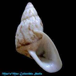 Cochlorina aurisleporis (Bruguière, 1792)