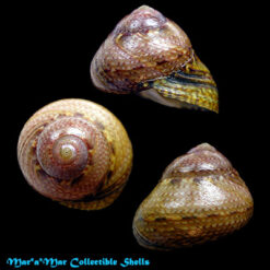 Oxystele variegata (Anton, 1839)