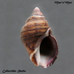 Neothais cf. nesiotes (Dall, 1908)