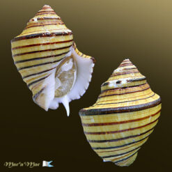 Opeatostoma pseudodon (Burrow, 1815)