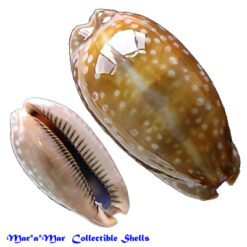 Macrocypraea cervinetta Kiener, 1843