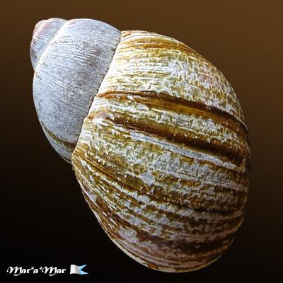 Megalobulimus gummatus (Hidalgo, 1870) - Imagem 2