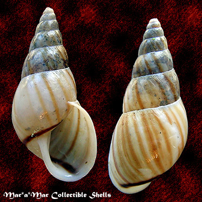 Leiostracus vittatus (Spix, 1827)