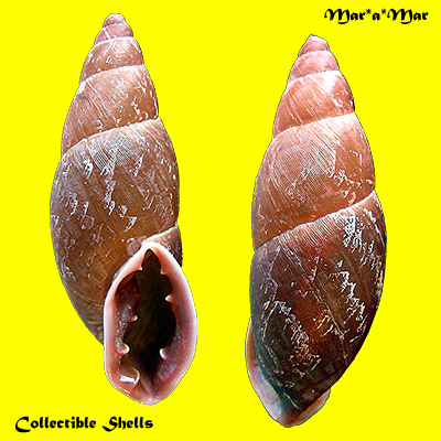Macrodontes cf. paulistus Pilsbry & Ihering, 1898