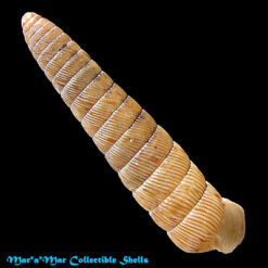 Megaspira elata (Gould, 1847)