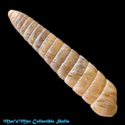 Megaspira elata (Gould, 1847) - Imagem 2