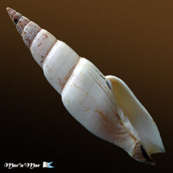 Mitra swainsonii Broderip, 1836