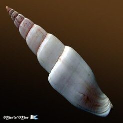 Alternative view of Mitra swainsonii Broderip, 1836