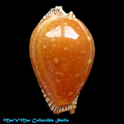 Cypraea guttata azumai (Schilder, 1960) - Imagem 2