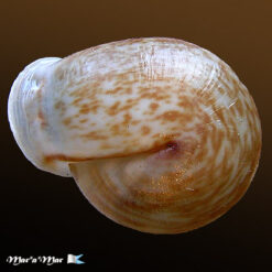 Anostoma depressum (Lamarck, 1822)