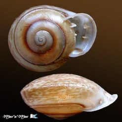 Anostoma depressum (Lamarck, 1822) - Imagem 2