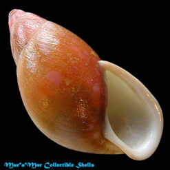 Mirinaba cadeadensis Morretes, 1956