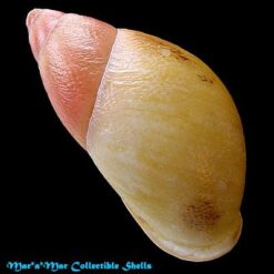 Mirinaba cadeadensis Morretes, 1956 - Imagem 2