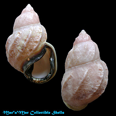 Auris melanostoma (Moricand, 1836)