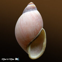 Megalobulimus versatilis (Fulton, 1905)